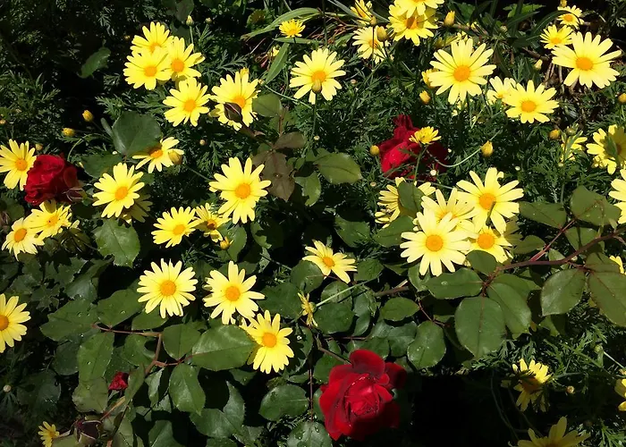 公寓 范百克公寓 波雷奇