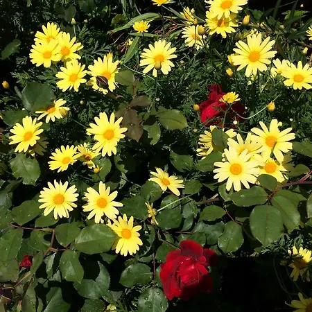 Апартаменты Fabac Пореч