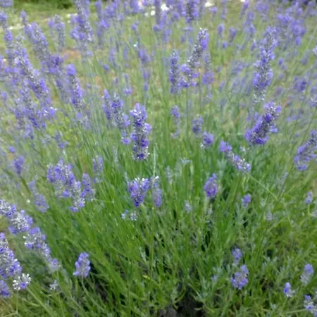 Апартаменты Fabac *