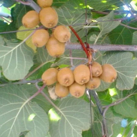 Апартаменты Fabac *